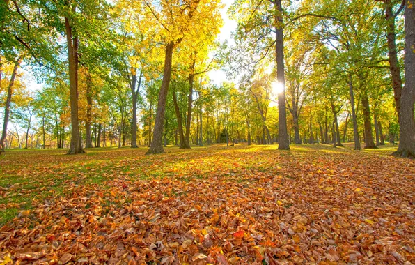 Picture autumn, leaves, the sun, rays, trees, Park, bench