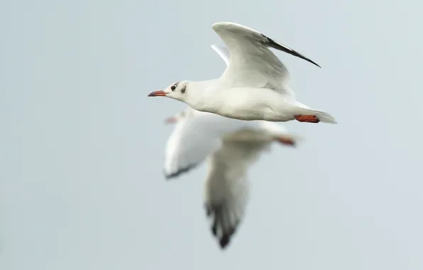 Flight, nature, bird