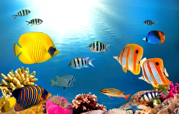 Ocean, fishes, tropical, reef, coral, underrwater