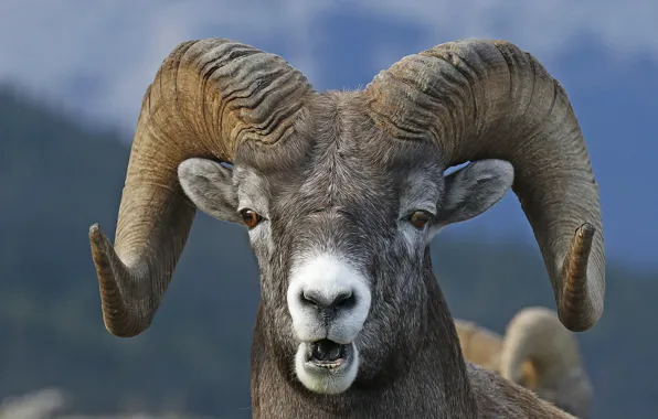 Look, face, horns, RAM