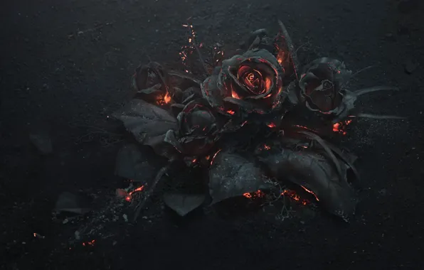Picture ash, coal, art, ash, black roses, burned, Arsthanea