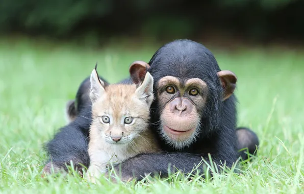 Nature, Cat, Best, Animals, Monkey, Feline, Chimpanzee, Ape