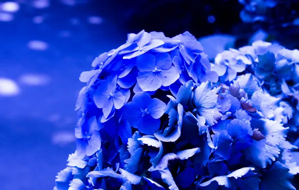 Flowers, bright, blue, flowering, hydrangea
