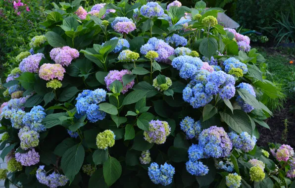 Summer, flowers, hydrangea