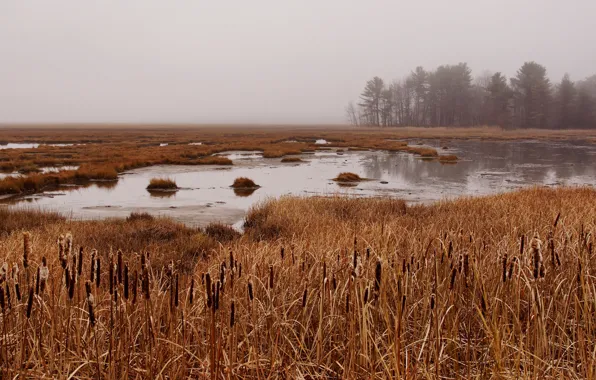 Picture trees, fog, swamp, reed