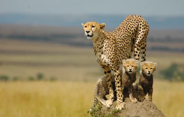 Family, kittens, Cheetah, mother
