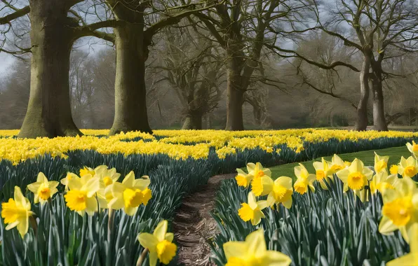 Trees, flowers, Park, spring, yellow, garden, path, daffodils