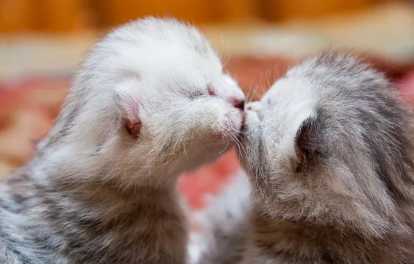 Cats, pose, kitty, kiss, kittens, kids, grey, Milota