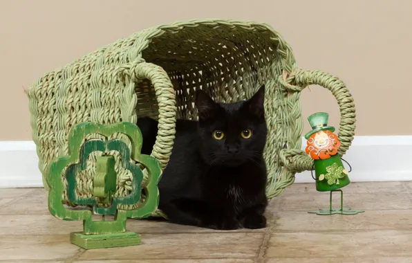 Cat, cat, wall, basket, tile, toys, floor, black