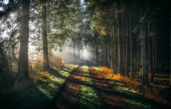 Picture road, forest, fog