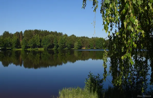 Summer, landscape, river