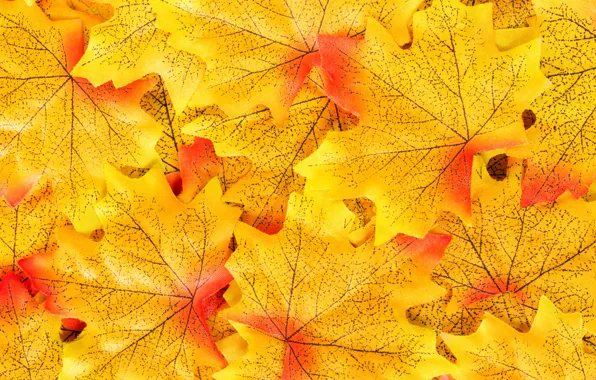 Autumn, leaves, background, colorful, maple, background, autumn, leaves