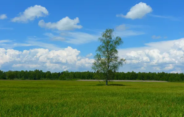 Greens, the sky, grass, clouds, landscape, nature, tree, birch