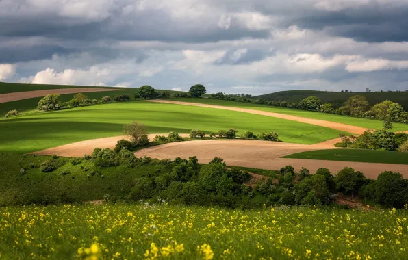 Field, forest, the sky, clouds, trees, flowers, hills, field