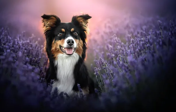 Face, dog, lavender