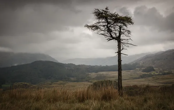 Field, autumn, forest, the sky, mountains, clouds, fog, tree