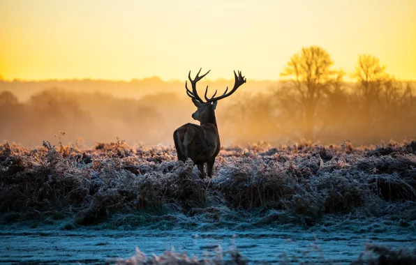Frost, grass, nature, dawn, deer