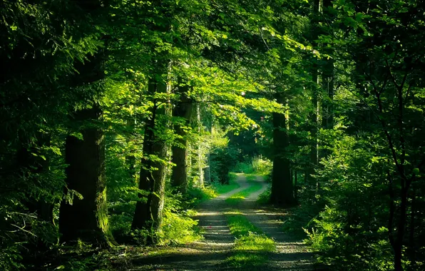 In the woods, green foliage, the road into the distance