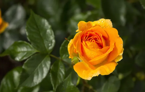 Flower, leaves, drops, light, rose, orange, yellow, bright