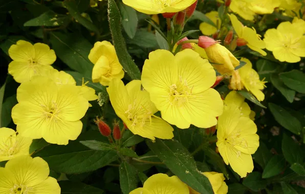 Picture flowers, yellow, meadow