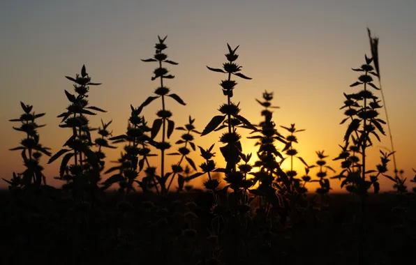 Sunset, nature, the steppe, plants, silhouette, nature, sunset, plant