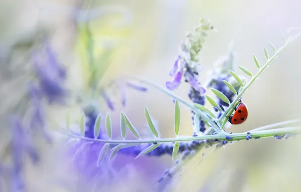 Nature, background, ladybug