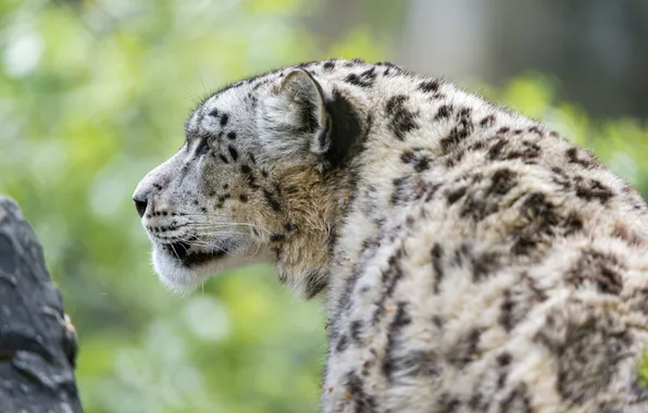 Cat, IRBIS, snow leopard, ©Tambako The Jaguar