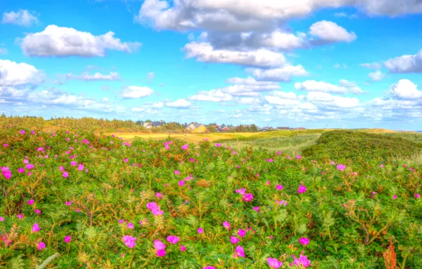Greens, field, forest, summer, the sky, grass, clouds, flowers