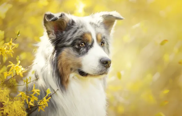 Dog, look, australian shepherd, Each