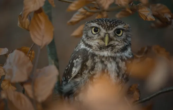 Leaves, branches, owl, bird, The little owl