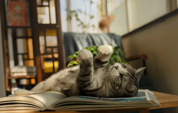 Cat, cat, look, pose, table, room, stay, legs