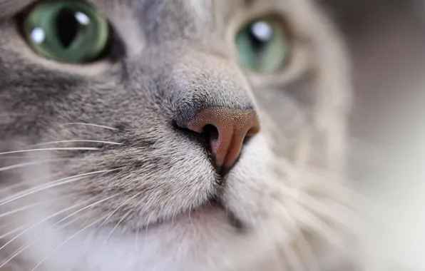 Cat, mustache, look, grey, blur, muzzle, color, cat