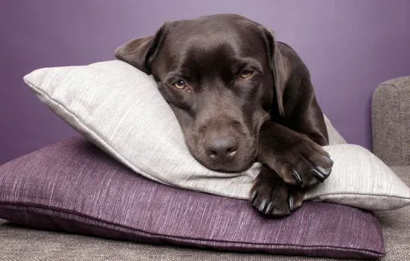Dog, lies, pillow, Labrador