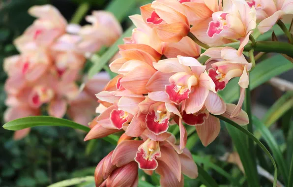 Picture macro, exotic, Orchid