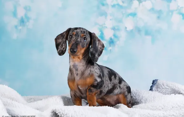 Picture background, Dachshund, dog, bokeh, Studio