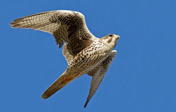 The sky, flight, blue, background, bird, wings, Falcon, stroke