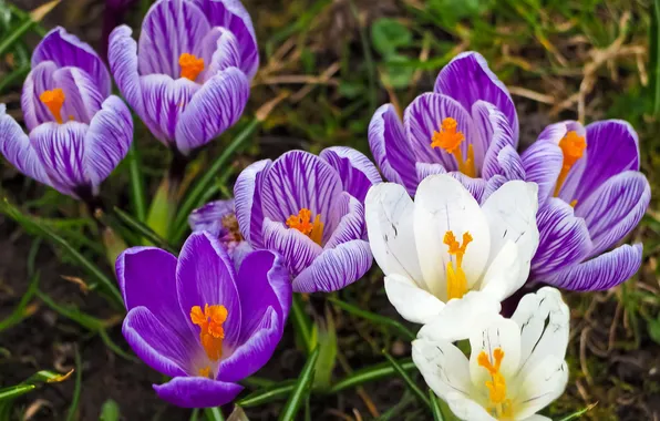 Macro, flowers, glade, spring, crocuses, white, lilac, striped