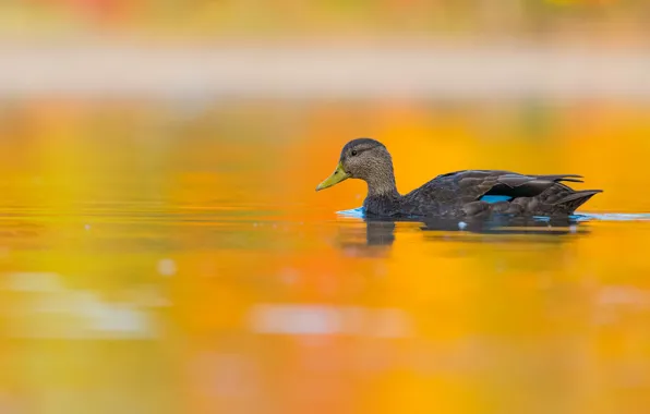 Picture water, orange, yellow, grey, background, bird, duck, pond