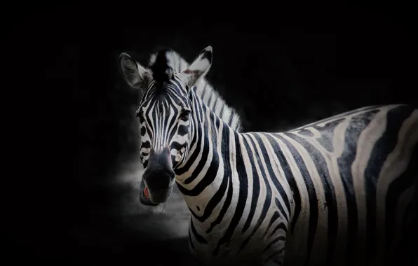 Picture nature, background, Zebra