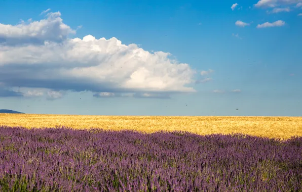 Field, the sky, clouds, farm, lavender