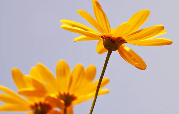 Macro, Prada, texture, petals, stem, canvas