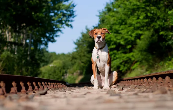 Picture each, dog, railroad