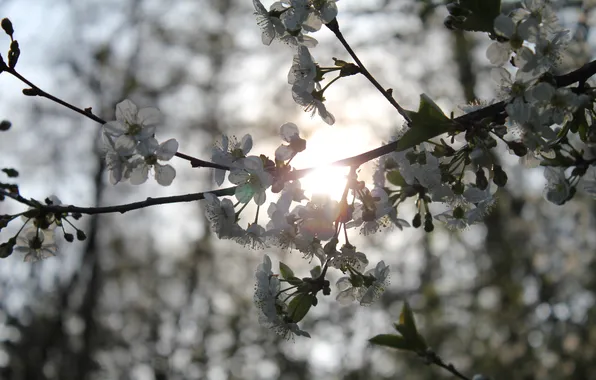 Leaves, flowers, nature, cherry, branch, spring, flowering, spring