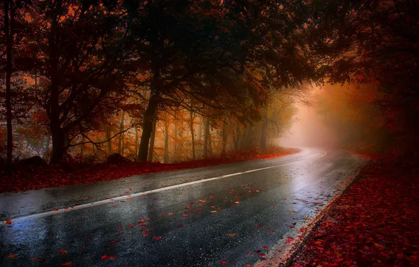 Picture road, autumn, fog