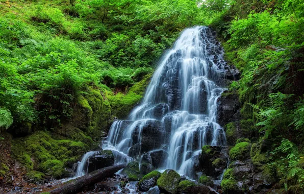 Picture stones, waterfall, moss, plants, Jungle