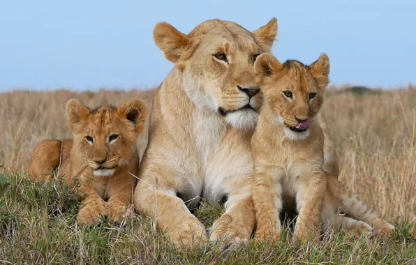 Leo, family, cub, lioness, lion