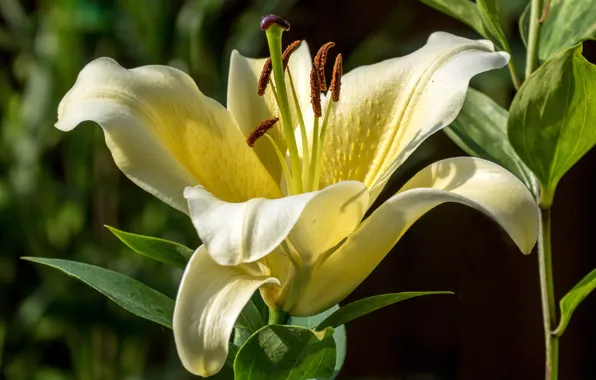 Flower, leaves, macro, light, the dark background, Lily, petals, stamens