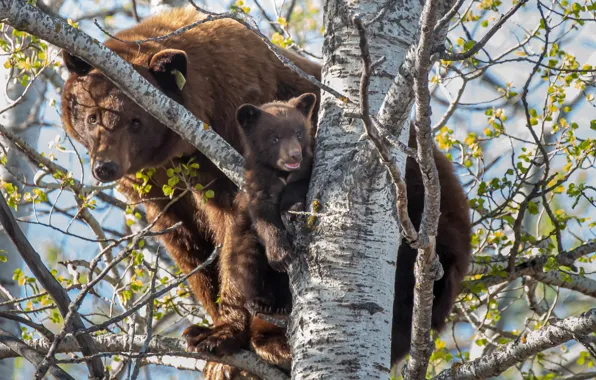 Tree, bears, bear, on the tree, bear