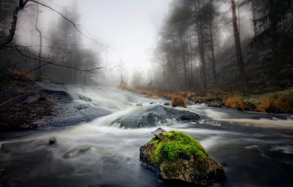 Picture forest, fog, river