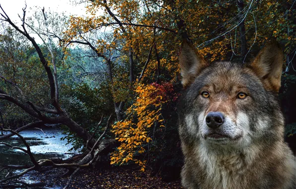 Forest, face, rendering, collage, wolf, portrait